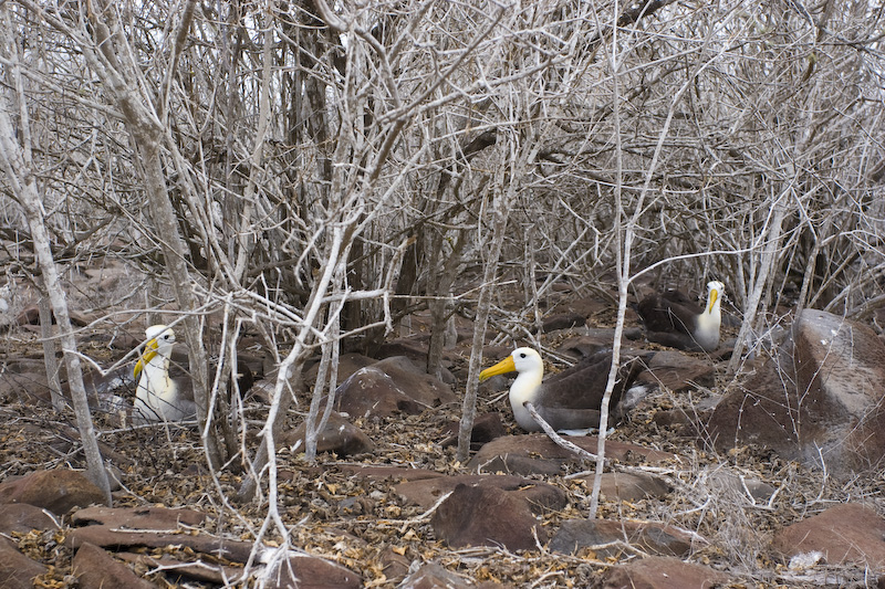 Waved Albatross